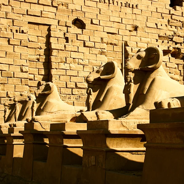 Sfinga z chrámu karnak — Stock fotografie