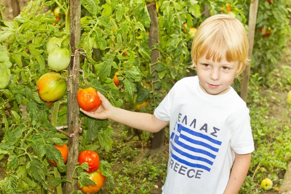 Liten pojke röra tomat i trädgården — Stockfoto
