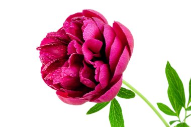 Peony flower clipart