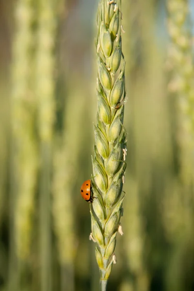 Roter Marienkäfer auf dem Weizen. — Stockfoto
