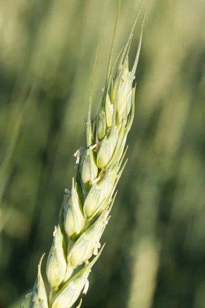 Close-up de trigo — Fotografia de Stock