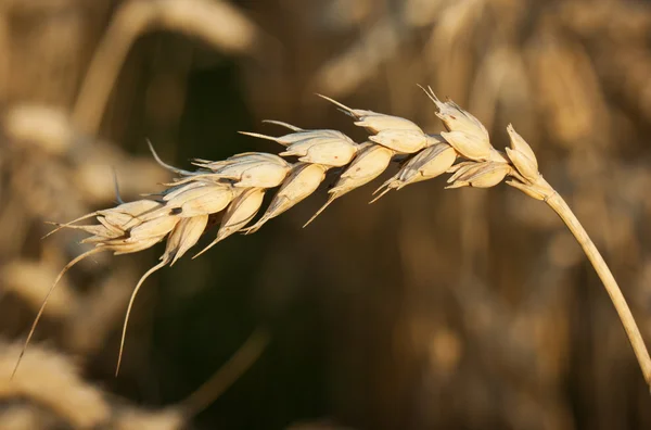 Пшениця великим планом — стокове фото