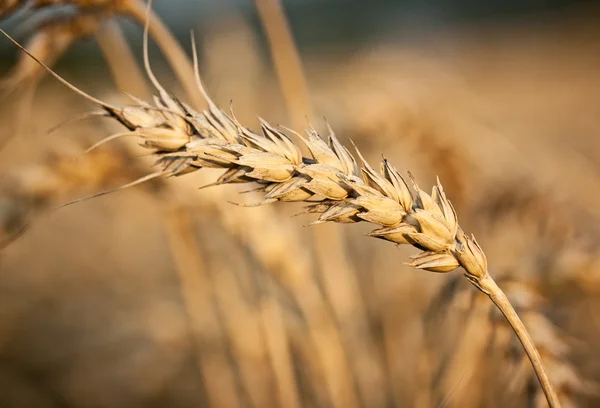 Weizen aus nächster Nähe — Stockfoto