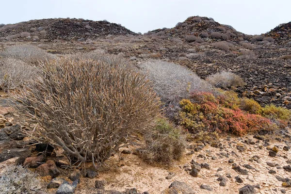 Blooming succulent plants in Island of Lobos, Fuerteventura — Stock Photo, Image