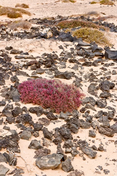 Plantes succulentes en fleurs dans l'île de Lobos, Fuerteventura — Photo