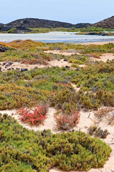Florecientes plantas suculentas en Isla de Lobos, Fuerteventura, Can — Foto de Stock