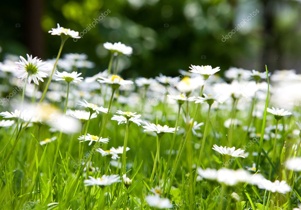 Field of daisy flowers — Stock Photo © worytko_pawel #11091167