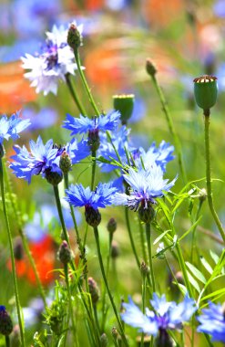 Beautiful blue cornflowers clipart