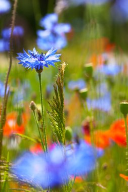 Blue cornflower clipart