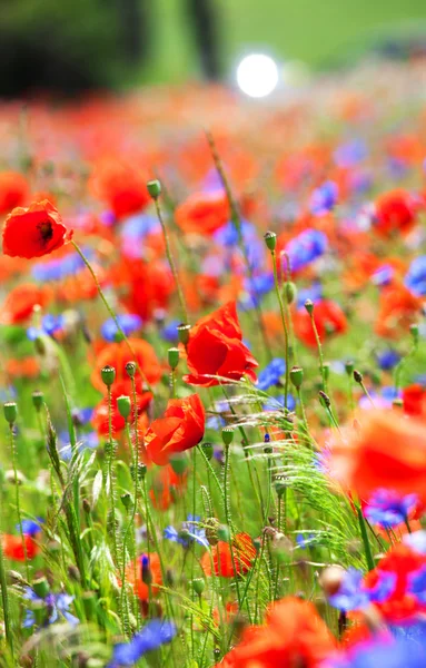 Poppies and cornflowers — Stock Photo, Image