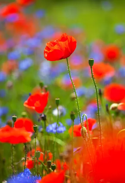 Red poppies background — Stock Photo, Image