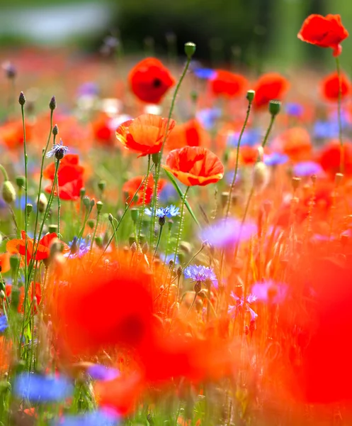 Meadow with beautiful red poppies — Stock Photo, Image