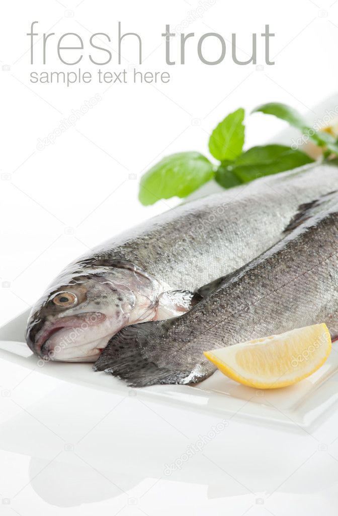 Fresh trout fish isolated on white background angling, animal, b