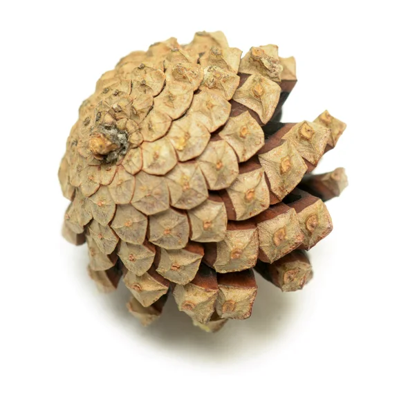 Pine Cone — Stock Photo, Image
