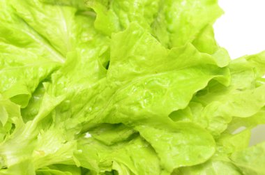 Salad lettuce clipart