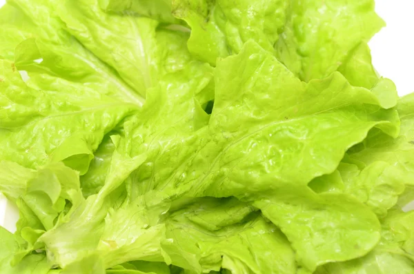 Alface de salada — Fotografia de Stock