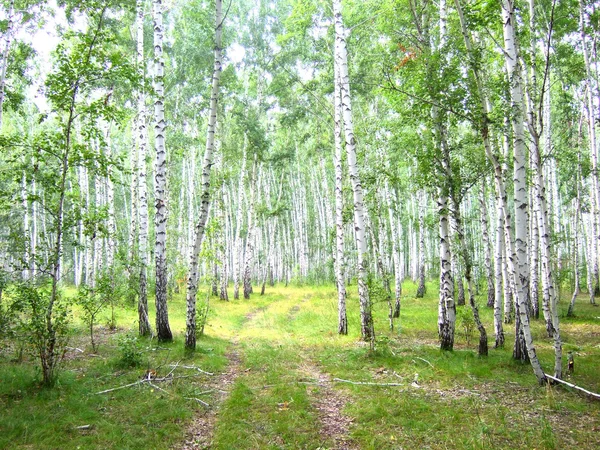 stock image Birch forest