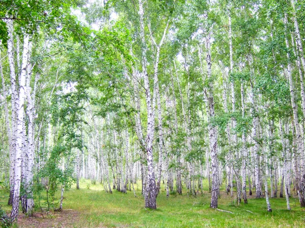 stock image Birch forest