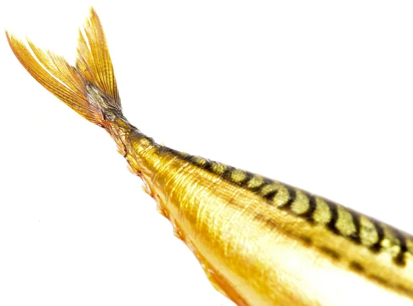 魚の尾 — ストック写真