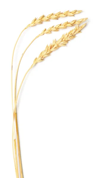 Wheat spikes — Stock Photo, Image