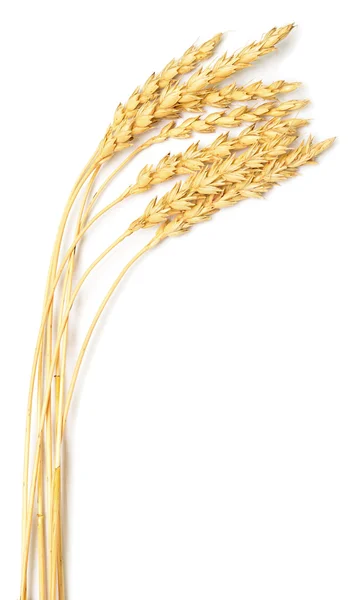 Wheat ears — Stock Photo, Image