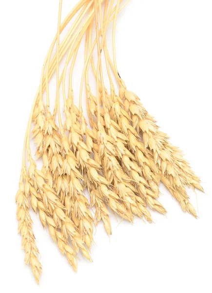 stock image Wheat ears