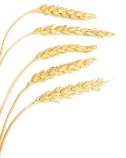 Pšenice na bílém pozadí — Stock fotografie