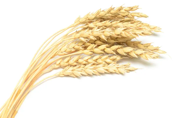 Pšenice, samostatný — Stock fotografie
