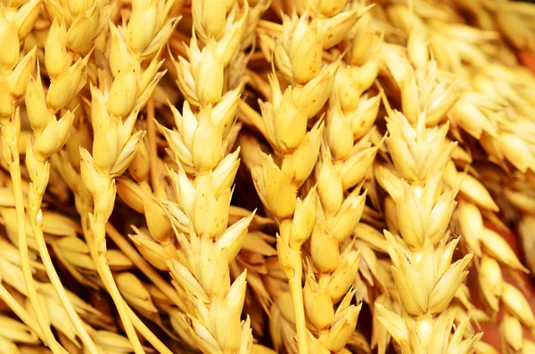 stock image Wheat background