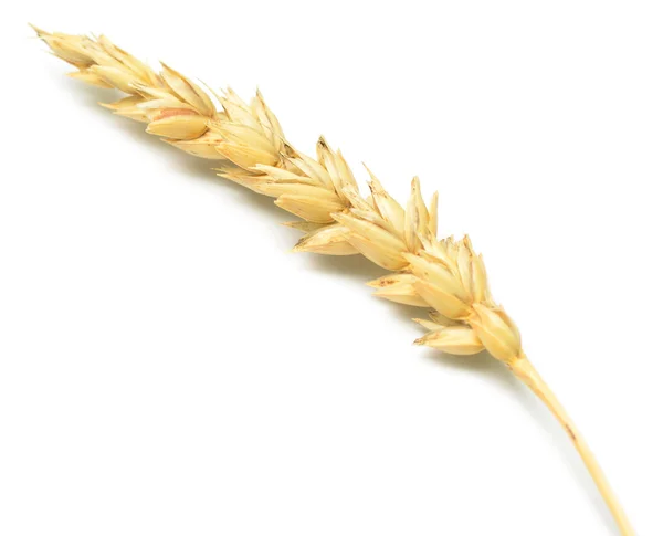 Пшениця spike — стокове фото