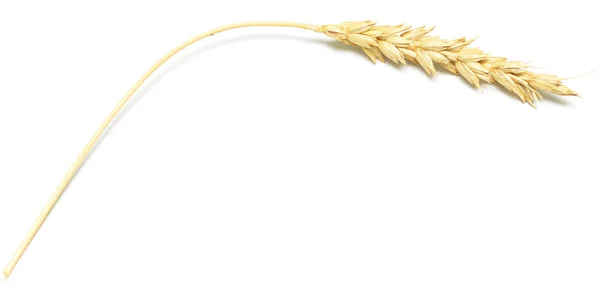 Wheat spike — Stock Photo, Image