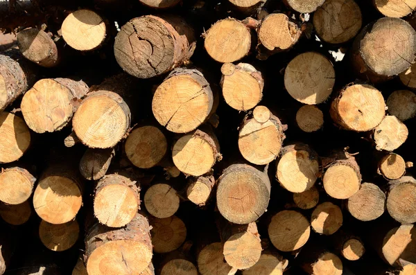 Trær Trapper – stockfoto