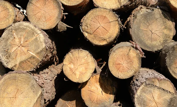 Stumps Pohon — Stok Foto
