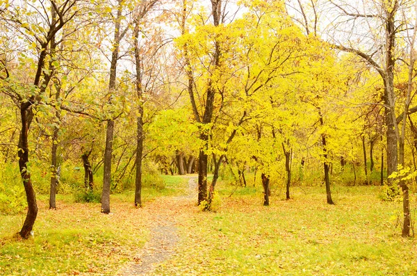 Осенний парк — стоковое фото