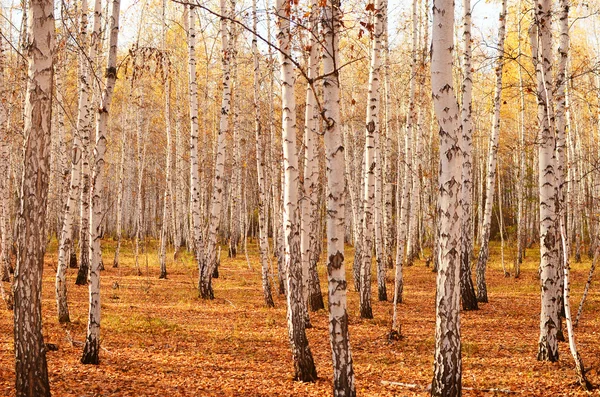 Syksyn metsä — kuvapankkivalokuva