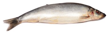 Herring clipart