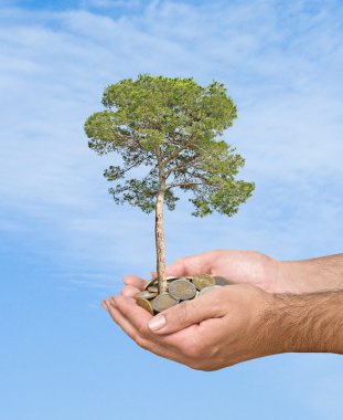 avuç içi ile ağaç dar sikke yığını üzerinden