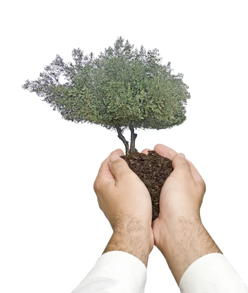Baum in den Händen — Stockfoto