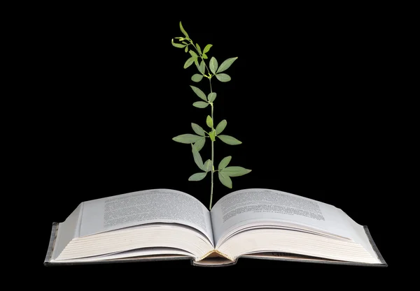 Plant growing from open book — Stock Photo, Image