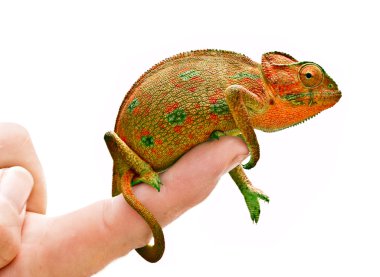 Chameleon on hand clipart