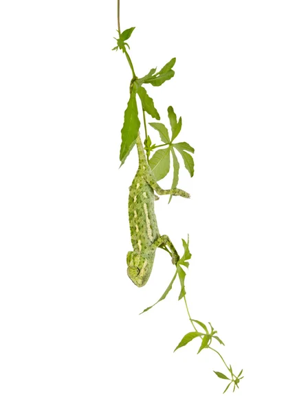 Chameleon on vine — Stock Photo, Image