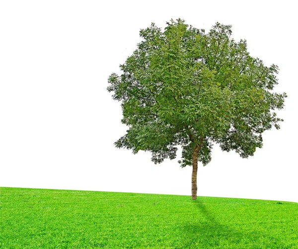 Çayırdaki ağaç — Stok fotoğraf