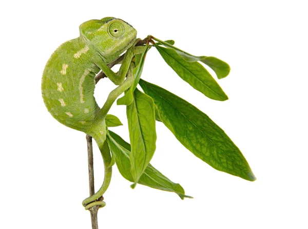 Chameleon na větvi — Stock fotografie