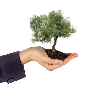 Olive tree in hands as a gift