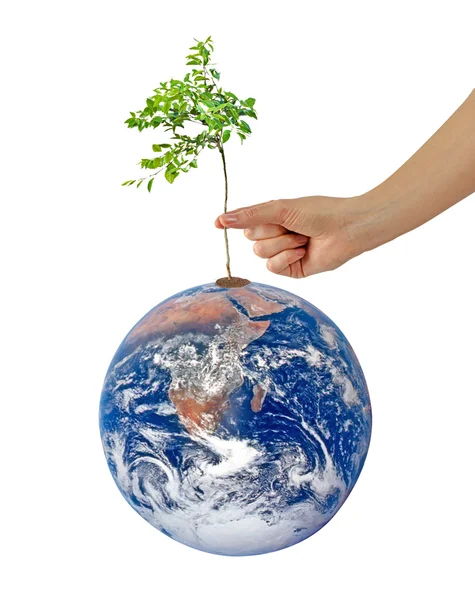 Drzewo na ziemi jako symbol groch i karmienie world.element — Zdjęcie stockowe