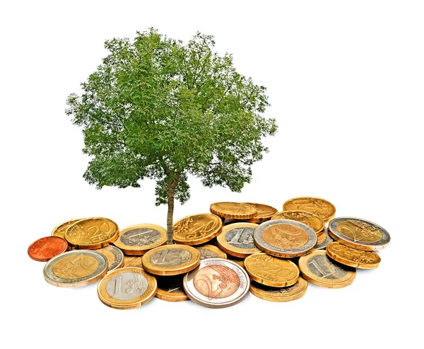 Baum wächst aus Haufen von Münzen — Stockfoto