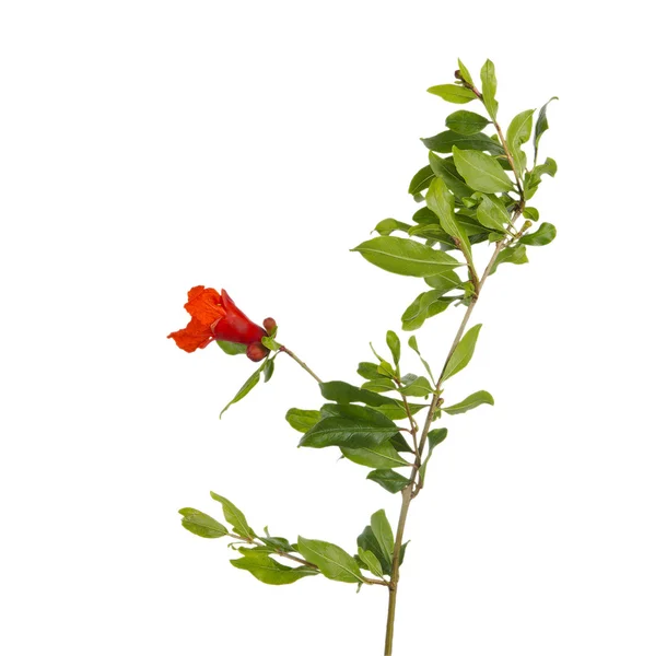 Granatäpple gren med blomma — Stockfoto