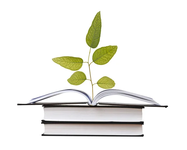 Árbol creciendo de libro abierto —  Fotos de Stock