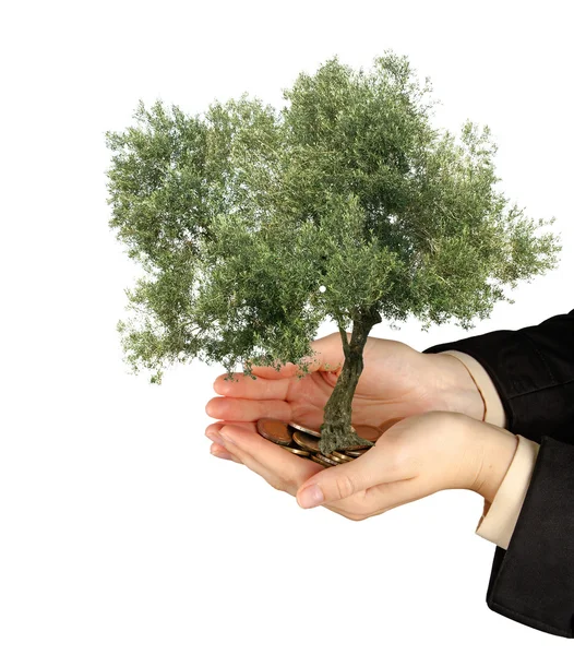 Olive tree in palms as a gift — Stock Photo, Image