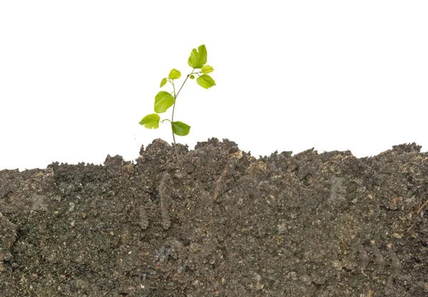 Саженец растет из почвы — стоковое фото